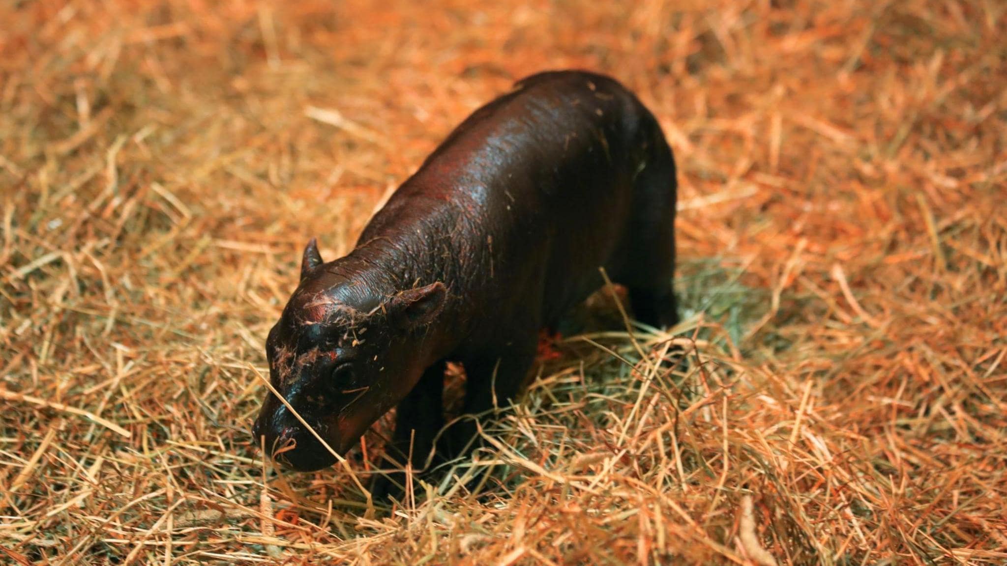 Dwarf hippopotamus "Moo Deng" in Thailand 