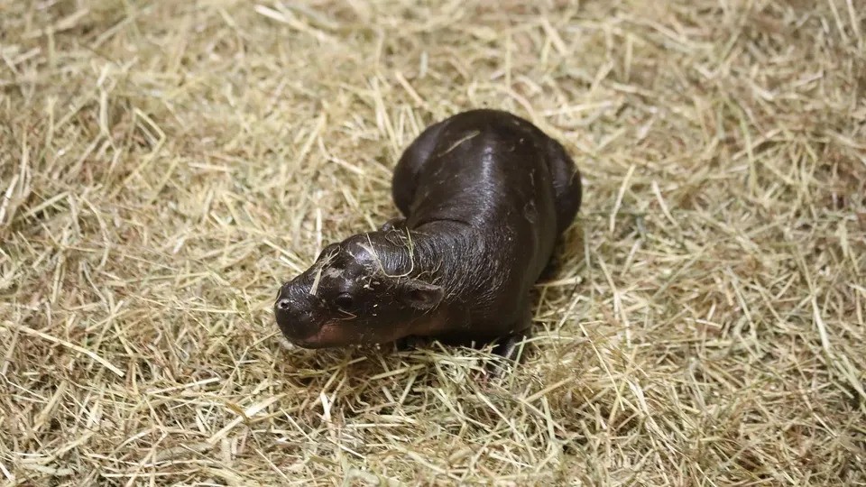 Dwarf hippopotamus "Moo Deng" in Thailand 